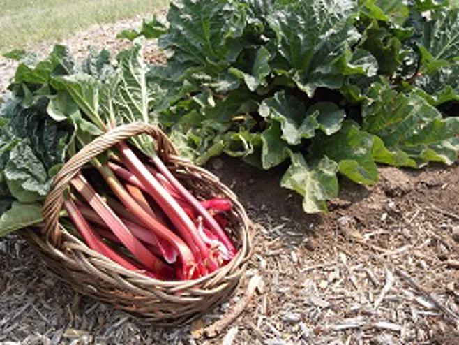Red rhubarb Red rhubarb